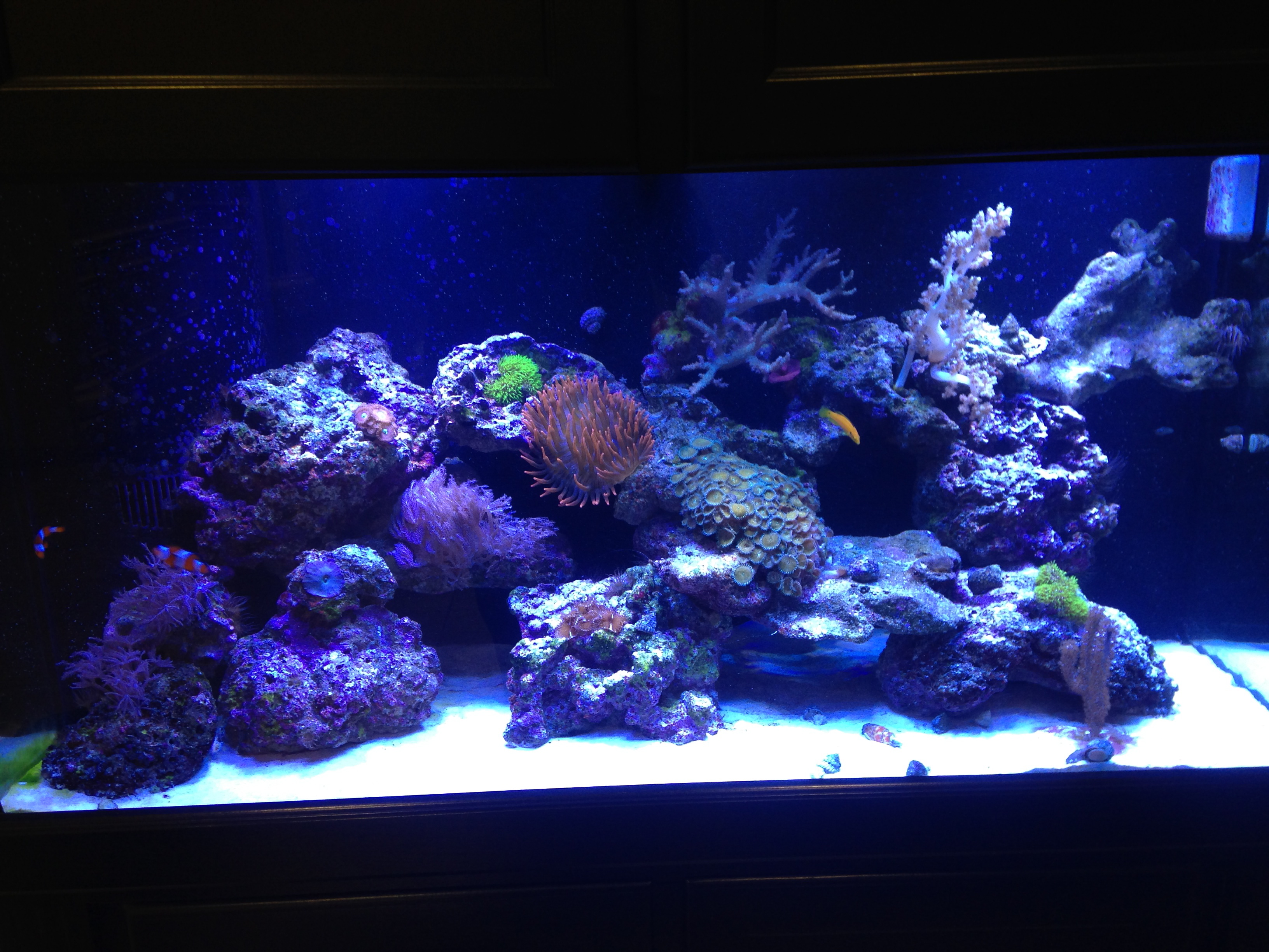 Reef Tank_0571