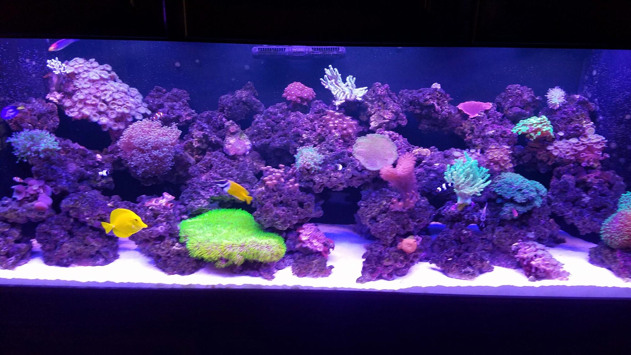 Reef tank_0101