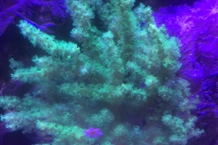 Coral_1270