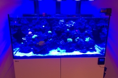 Reef Tank_0113
