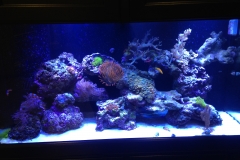 Reef Tank_0571