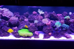 Reef tank_0101