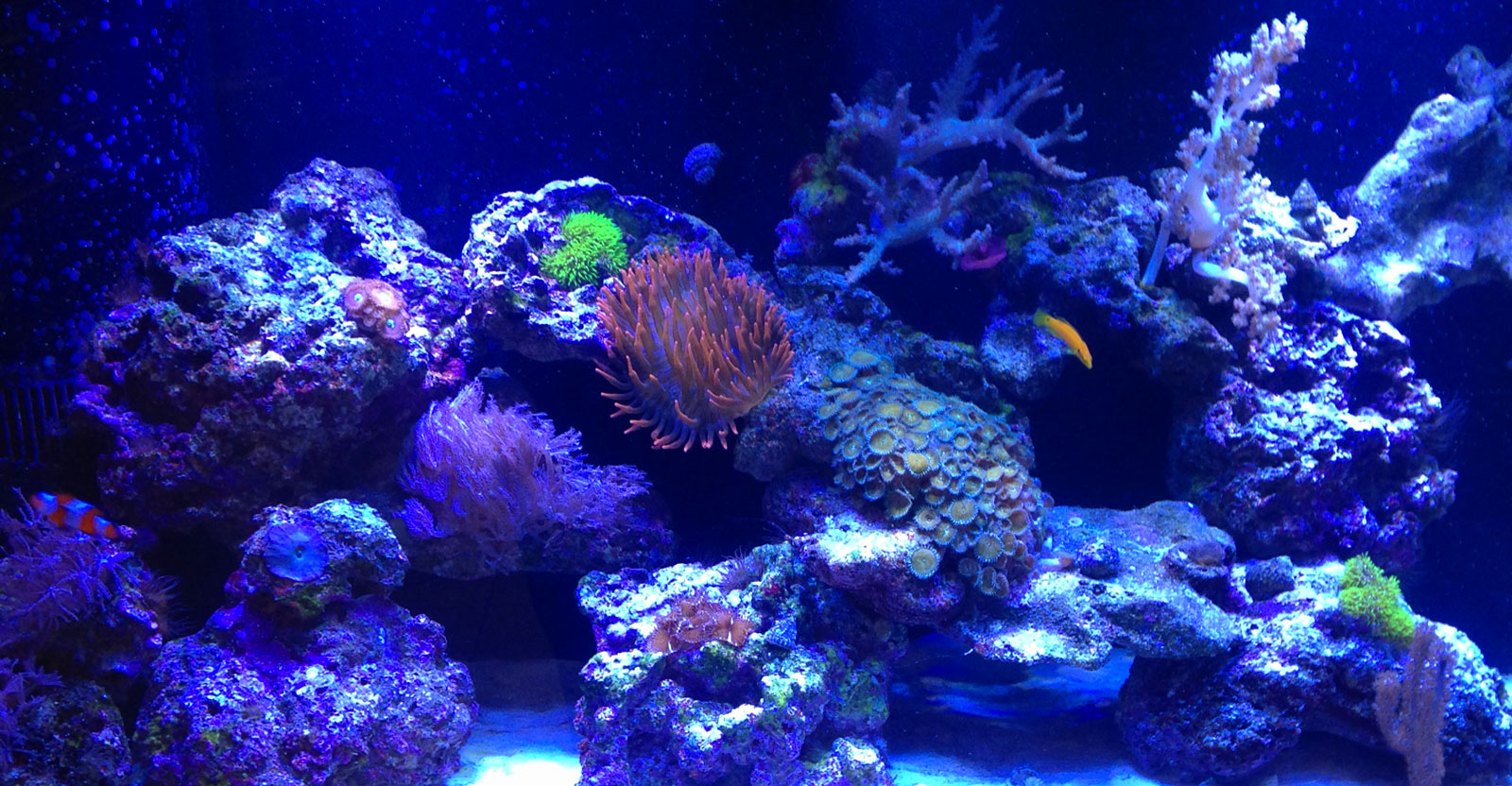 Coral Sales